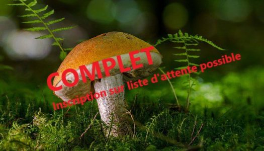 Sortie Champignons