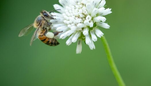Les bases de la permaculture : mini-conférence !