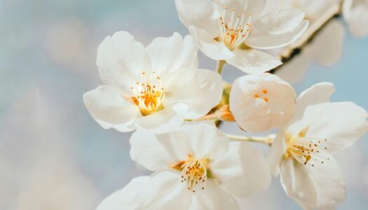 Atelier le printemps en énergétique orientale