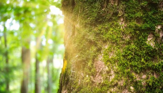 Balade Sylvothérapie