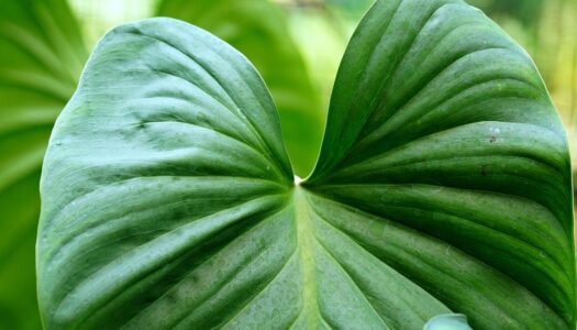 Troc de plantes / Donnerie