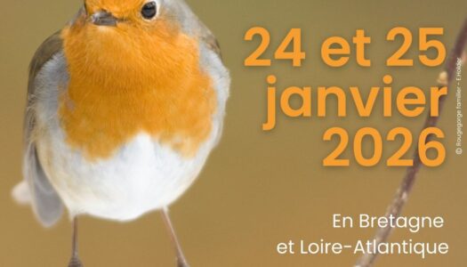 Comptez les oiseaux des jardins
