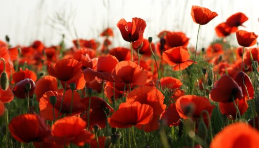 Atelier Cap Couleurs Element FEU