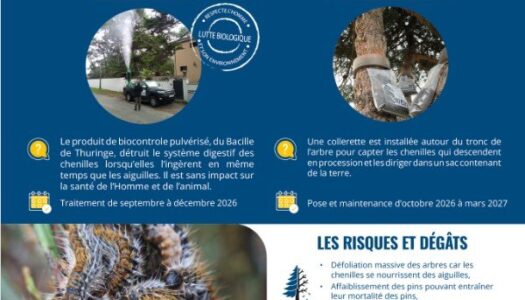 CHENILLES PROCESSIONNAIRE DU PIN