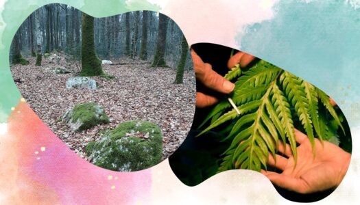 Sortie Mégalithes & musique des plantes